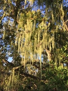 Spanish Moss or California Lace Lichen? — La Purisima Mission